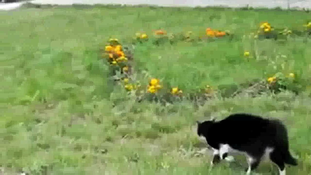 Cat Vs Dog FIGHT!