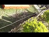 ADVENTUREMAN PRODUCTIONS-THAILAND HOW TO MAKE BAMBOO FENCE-1
