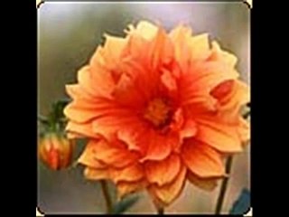 incantevole - subsonica