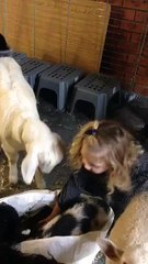 Mobile Petting Zoo Melbourne