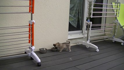 Bébés Havane 9 semaines