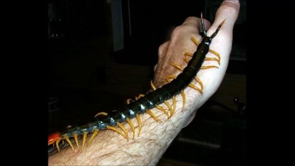 【閲覧注意】タイで続々発見される巨大生物がヤバイ!!!…ミミズ、ムカデ、ヒル・・・