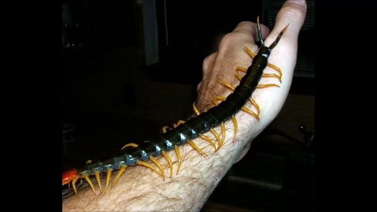 【閲覧注意】タイで続々発見される巨大生物がヤバイ!!!…ミミズ、ムカデ、ヒル・・・