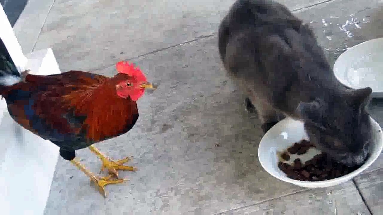 Rooster and cat #1`