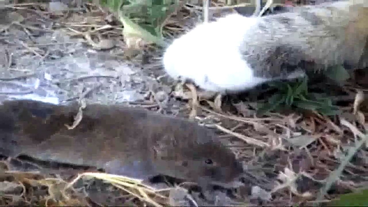 Kucing VS Tikus lucu sekali