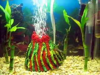 acuario luz de luna,acuario zen y guppys