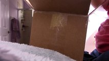 Reptile Unboxing - Bearded Dragon baby!