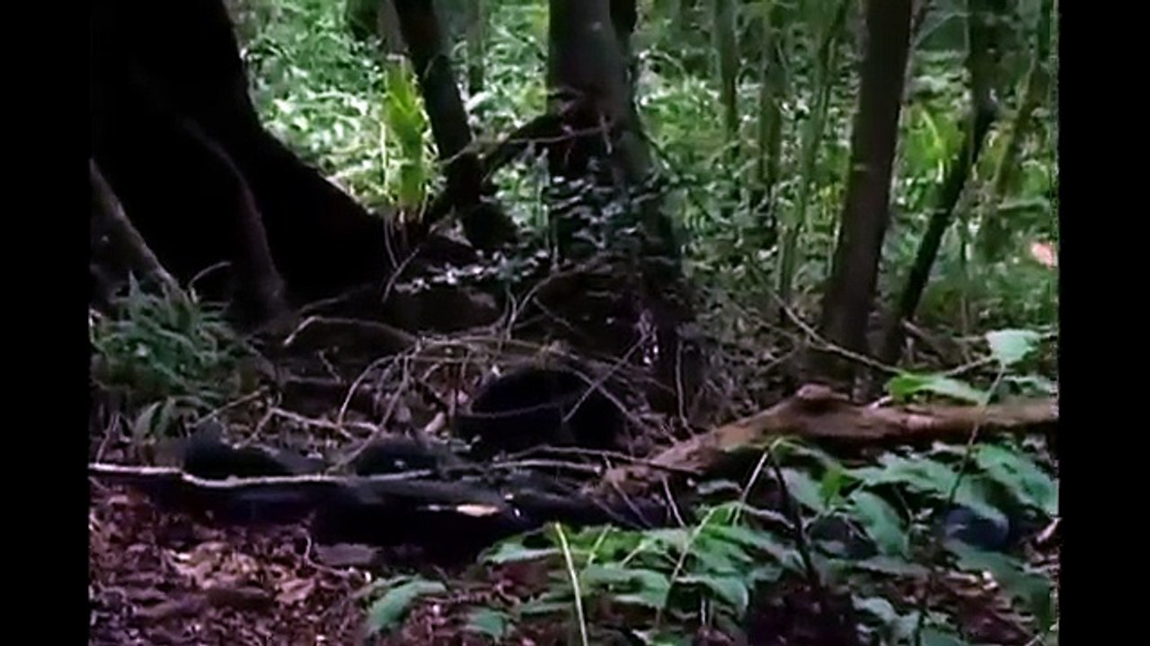 UFO Sighting & Alien Abduction Caught on Tape! Doomsday?