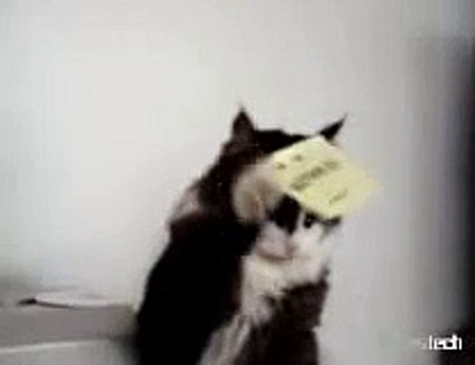 haha me torturing my cat