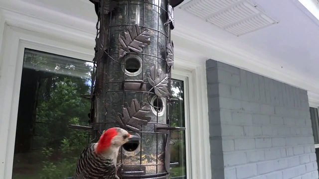 How to Watch Birds (Eat Black Oil Sunflower Seed) pt.1 {2-D}