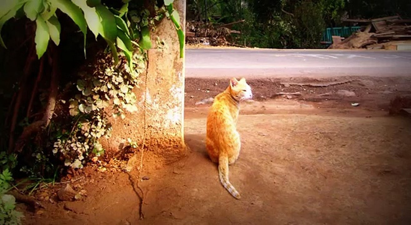 My Cat 3D
