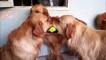 Deux chiens se battent pour la même balle