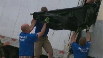 Rare: un requin meurt dans un accident de la route