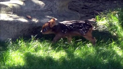 Animal trop mignon  Bébé Pudu puda de 5 jours
