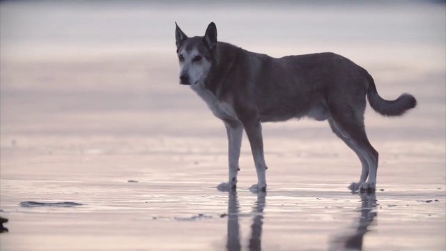 Un hommage plein d'émotions... tout simplement magnifique.