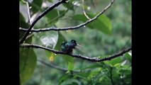 Colibrí disfrutando de un baño bajo la lluvia.