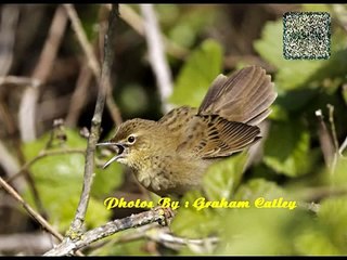Kecici Belalang - Suara Burung Kecici Belalang | Suara Durasi Panjang