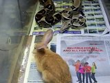 boa eating  rabbit