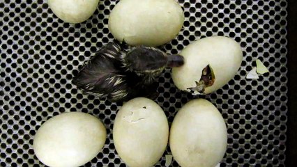 WWT Slimbridge: A clutch of Cuban whistling ducks calling as they hatch