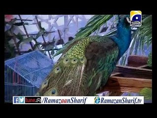 PROMO 2: Ramazan Sharif - رمضان شریف With Dr Aamir Liaquat hussaun  GEO TV 2015