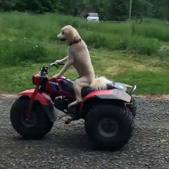 Un chien conduit un quad