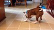 Adorable puppy playing with ice cube - Brindle Basenji