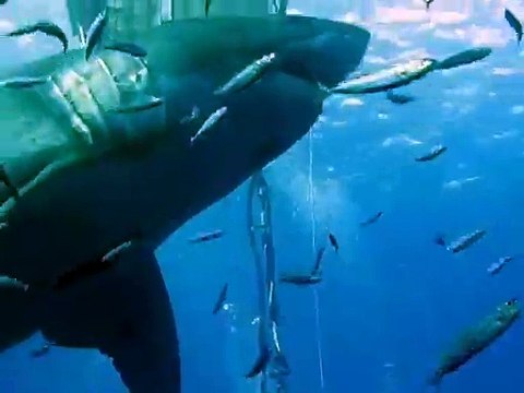 Un plongeur touche un des plus grands requins blancs