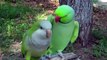 So lovely Parrot Saying 'Give Me A Kiss' and kissing his female