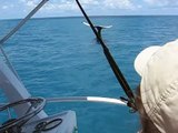 Baleia Jubarte - Abrolhos
