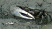 California Wildlife --- Fiddler Crab tries to head back home into its burrow