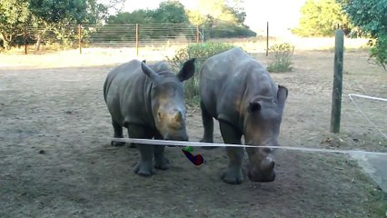 Parodie bébé rhinocéros... En mode anniversaire!