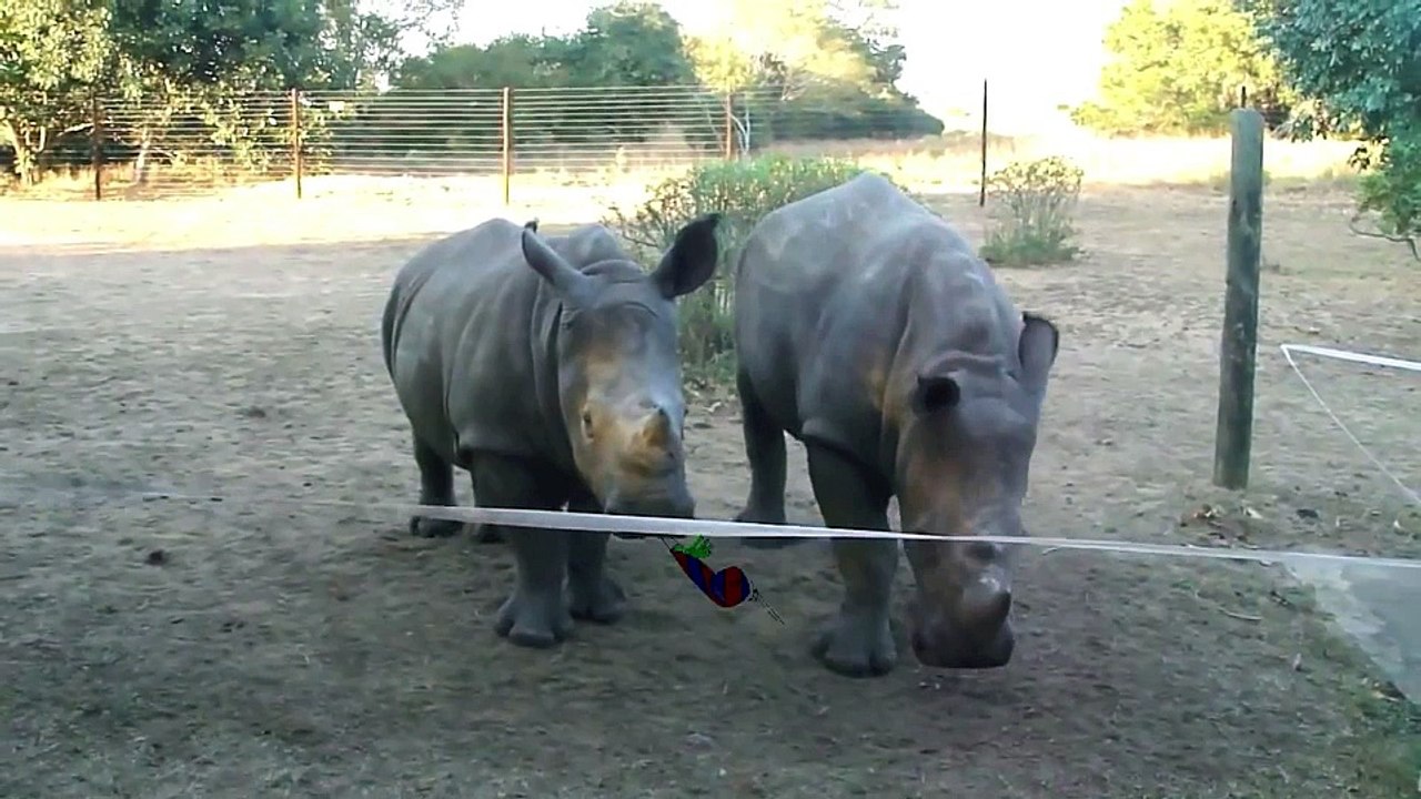 Parodie bébé rhinocéros... En mode anniversaire!