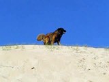 Portuguese Estrela Mountain Dog Running in Slow Motion