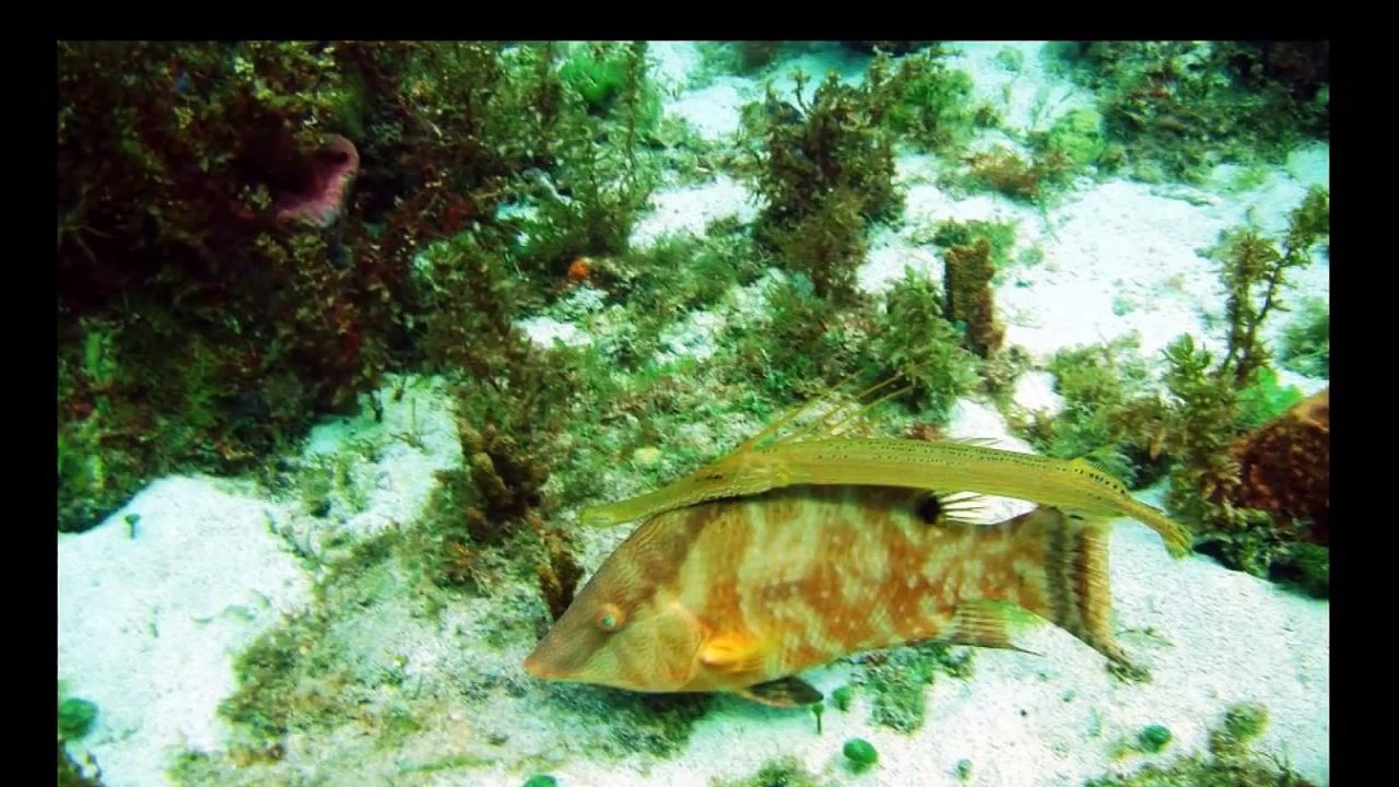 Mes photos........en vidéos........ (HD)