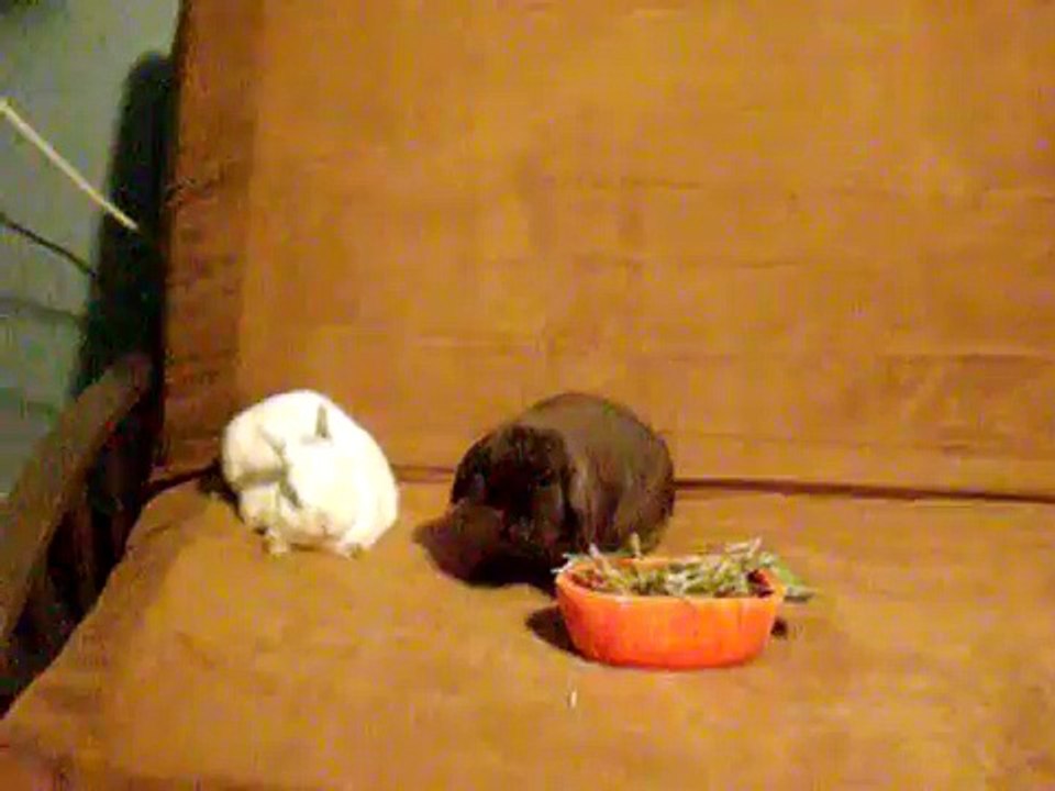 My Two Bunnies