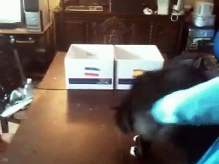 Two Psychic Cats Confirm Octopus' World Cup Prediction