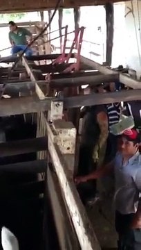 Un homme filme des vaches