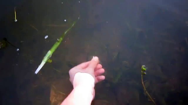 Balık Tutmanın En Kolay Yolu