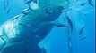 Deep Blue : l'un des plus grands requins blancs