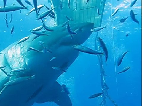 Deep Blue : l'un des plus grands requins blancs