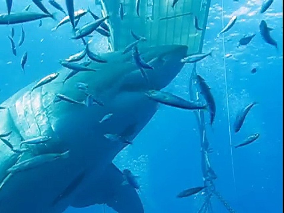 Deep Blue : l'un des plus grands requins blancs