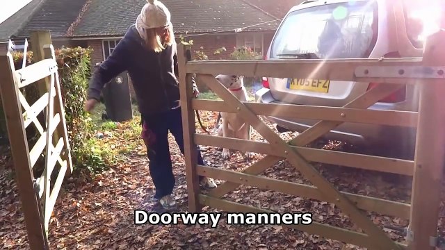 Susie - 4 year old Great Dane - 3 week Residential Dog Training with Adolescent Dogs