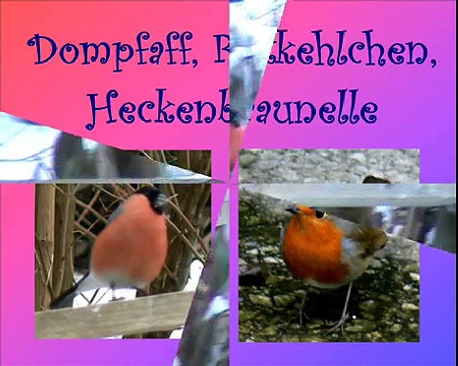 Dompfaff, Rotkehlchen, Heckenbraunelle