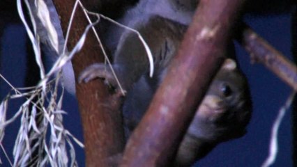 New Baby Potto 2010-Cincinnati Zoo
