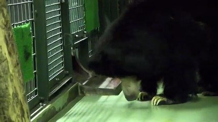Sloth Bear ナマケグマのゴマキ