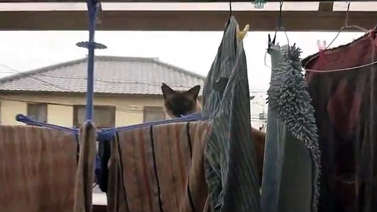 猫ダイビング大失敗