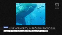 Deep Blue, l'un des plus grands requins du monde a été filmé par un groupe de scientifiques