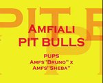 Amfiali Pit Bulls