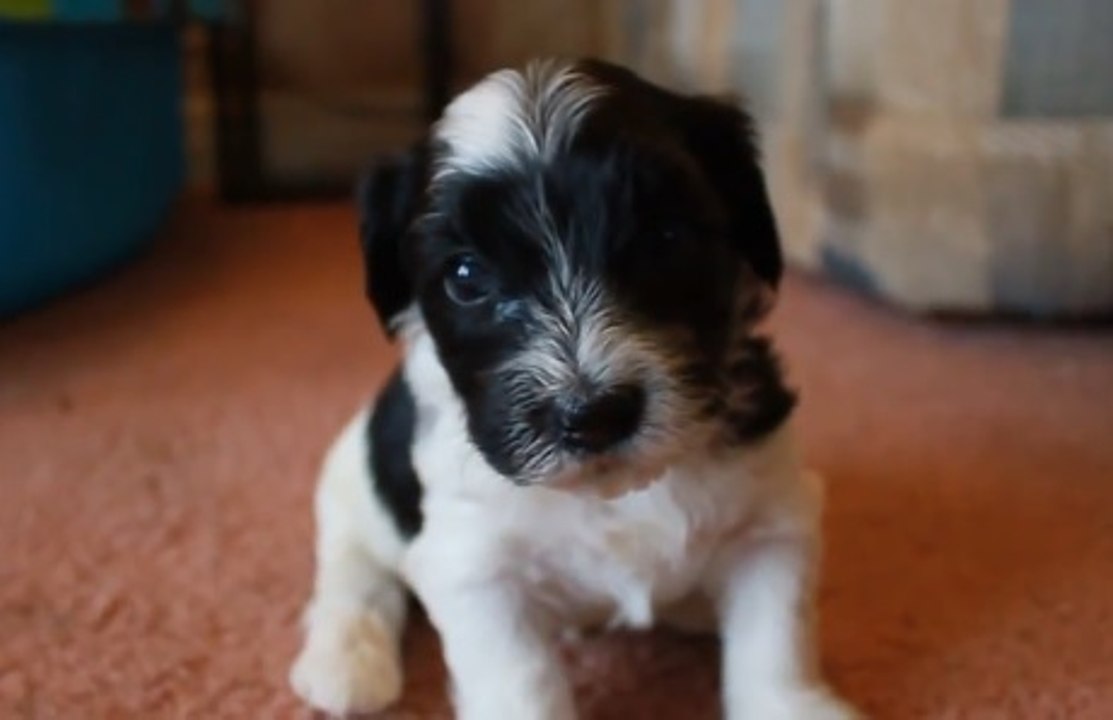 Havanese Yavrusu