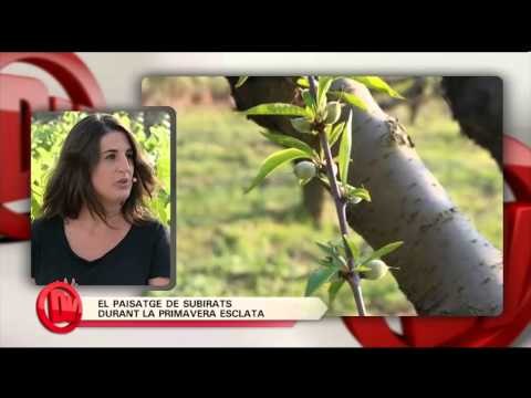 TV3 - Divendres - Subirats, capital de la vinya (I)